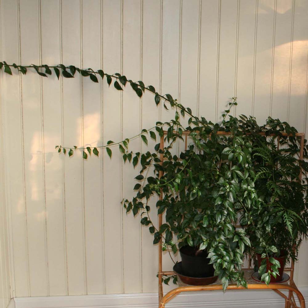 Gyllenhaks vanilj - Linoljefärg (egen specialkulör) (bild för) Gyllenhaks vanilj - Linoljefärg (egen specialkulör)